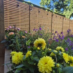 Tanatone fencing.jpg 2 Deluxe Contemporary Slatted Fence Panels